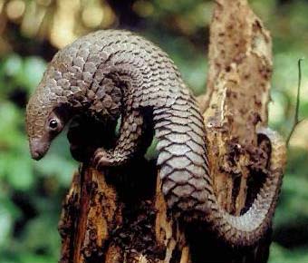 pangolin.jpg 