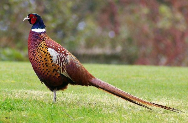 Pheasant Bird Facts  Phasianus Colchicus - A-Z Animals