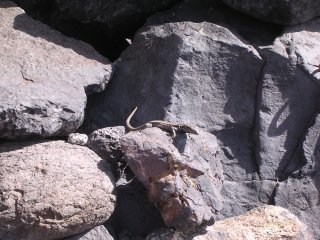 Firfisle, La Gomera, Kanariøyene