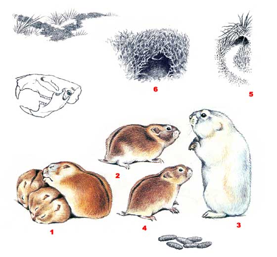 Collared Lemming feeding on dwarf willow in winter